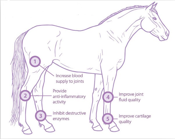 กายภาพบำบัดสัตวแพทย์สัตว์เลี้ยงขนาดเล็กใช้การบำบัด shockwave extracorporeal ม้าเครื่องช็อกเวฟม้า